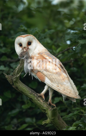 Schleiereule (Tyto Alba) mit kurzen tailed Wühlmaus Potton Bedfordshire Stockfoto