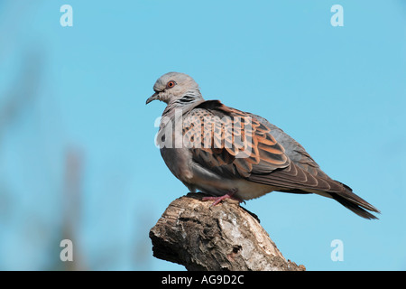 Schildkröte Taube Streptopelia Turtur auf Ast mit blauem Himmel Potton Bedfordshire Stockfoto