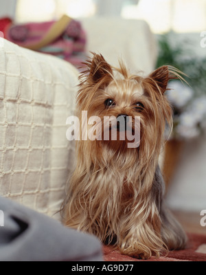 Australian Silky Terrier liegen in der Nähe von Sofa im Wohnzimmer Stockfoto