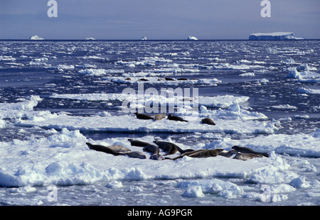 Antarktis Vadokan dichtet Lobodon Carcinophagus auf Eisscholle Stockfoto