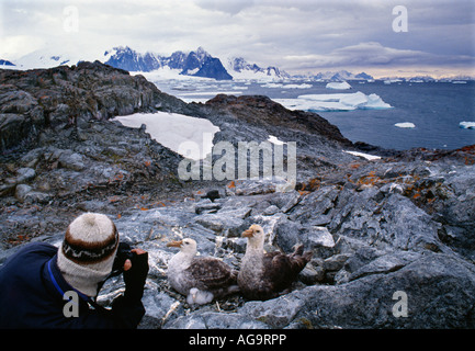 Antarktis Touristen fotografieren Giant Petrel Macronectus Giganteus und junge Stockfoto