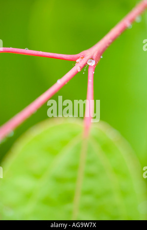 Wassertropfen auf Stamm von Emergent Blatt von Katsura Baum Cercidiphyllum japonicum Stockfoto