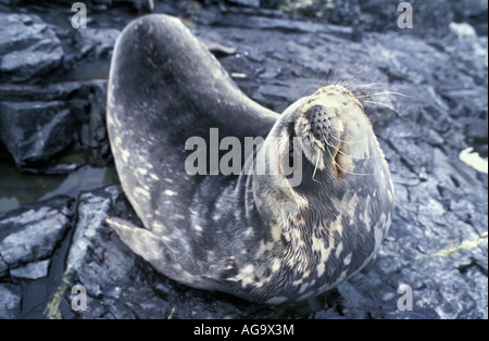 Antarktis Vadokan versiegeln Lobodon Carcinophagus auf Felsen Stockfoto