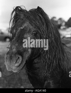 Shetland Pony Hengst in Appleby Horse Fair statt jährlich jeweils im Juni Stockfoto