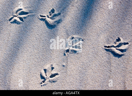 Vogel Fußspuren im Sand Nags Head Beach North Carolina USA 2007 Stockfoto