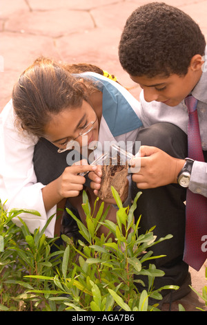Schülerinnen und Schüler untersuchen Pflanzen in der Schule Stockfoto