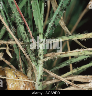 Eine schweren Befall von Vogel-Kirsche Blattläuse auf Gerste zu Pflanzen, die auch einige Anzeichen von Gerste yellow Dwarf Virus BYDV Stockfoto