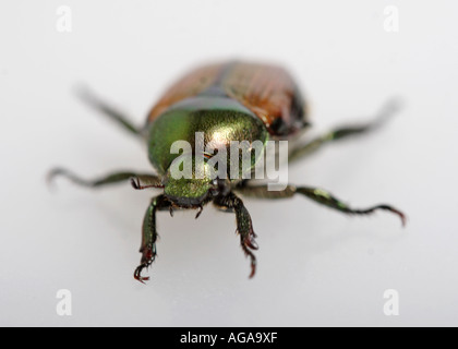 Japanische Käfer - Popillia japonica Stockfoto