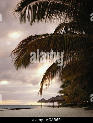 Sonnenaufgang am Palmen gesäumten Strand, Mauritius Indischer Ozean Stockfoto