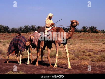 Junge Kamel und Young In Sharqiya In Oman Stockfoto