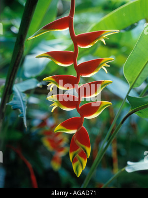 Hängende Hummergreifer Blume Stockfoto