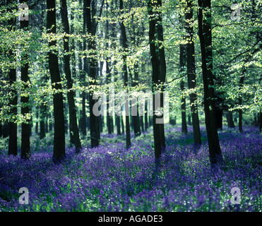 Bluebell Holz im Ashridge Hertfordshire Buckinghamshire Chiltern Hills Stockfoto