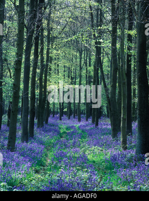 Bluebell Holz im Ashridge Hertfordshire Buckinghamshire Chiltern Hills Stockfoto