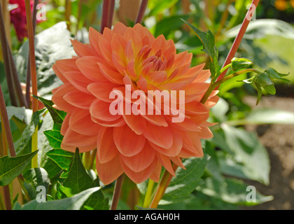 Kleine Seerose-Dahlie "Charlie Dimmock" Stockfoto