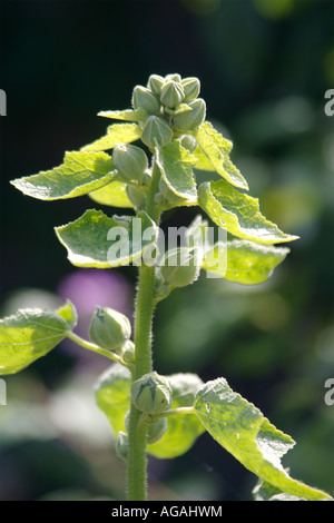 Eine junge Stockrose in der Sonne Stockfoto