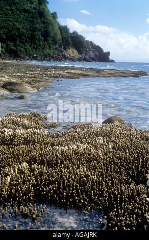 Korallen-Riff bei Ebbe freigelegt Stockfoto