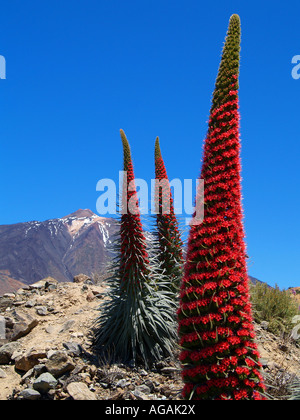 Lebhafte rote Echium Wildpretii Pflanzen wachsen in Mt Teide National Park, Teneriffa Stockfoto