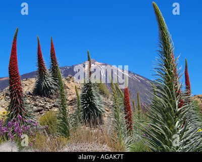 Lebhafte rote Echium Wildpretii Pflanzen wachsen in Mt Teide National Park, Teneriffa Stockfoto