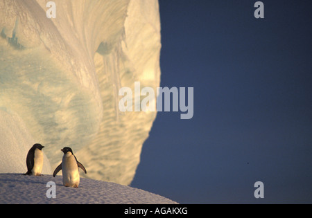 Antarktis Adelie-Pinguine Pygoscelis Adeliae stehen auf Eisberg Stockfoto