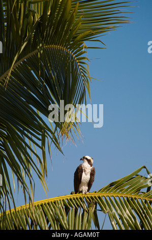 Fischadler Panadion Haliaetus in Palme in Bowditch Point Regional Park am Nordende, Fort Myers Beach am Golf von Mexiko Stockfoto