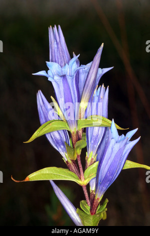 Willow Enzian Blüte Gentiana Asclepiadea Bayern Deutschland Europa Stockfoto