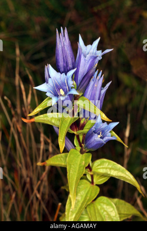 Willow Enzian Blüte Gentiana Asclepiadea Bayern Deutschland Europa Stockfoto