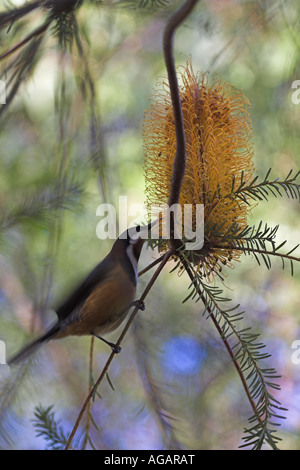 Östliche Spinebill, Acanthorhynchus Tenuirostris, Männchen ernähren sich von einer Heide Banksia Blume Stockfoto