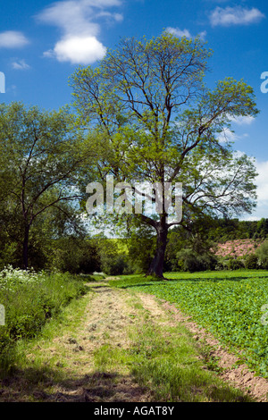 Bankside Wiese Fluss Wye in der Nähe von Goodrich, Herefordshire Stockfoto