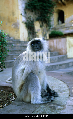 Indien, Jaipur, graue Languren sitzen im Tempel Stockfoto