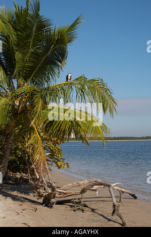 Fischadler Panadion Haliaetus in Palme in Bowditch Point Regional Park am nördlichen Ende von Fort Myers Beach am Golf Mexio Stockfoto