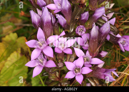 Blumen Enzian Gentiana Germanica Bayern Deutschland Europa Stockfoto