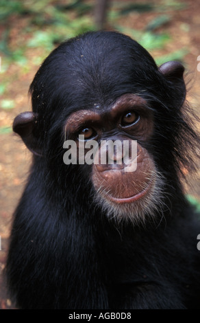 Porträt eines jungen Schimpansen Nigeria Stockfoto