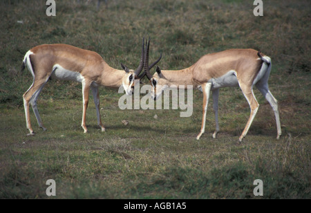 Zwei Grants Gazelle kämpfen Ngorongoro Krater Tansania Afrika Stockfoto