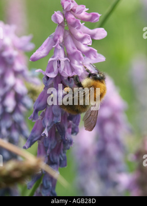 Bestäubenden Bienen Stockfoto