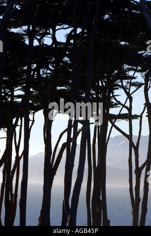 Blick auf die Marin Headlands durch Silhouette Monterey-Zypressen im Sutro Bäder San Francisco Stockfoto