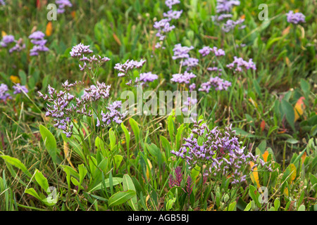 Gemeinsamen Strandflieder Limonium Vulgare wachsen auf Salzwiesen, Küste von Suffolk, England Stockfoto