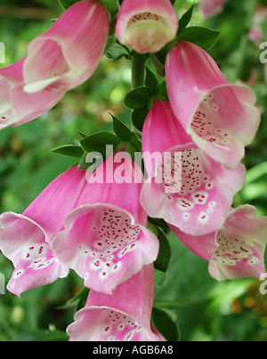 COMMON NAME Fingerhut lateinische Bezeichnung Digitalis purpurea Stockfoto
