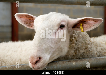 Ein Sheeps head Stockfoto