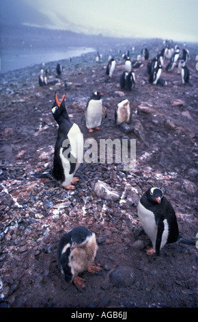 Gentoo Antarktis Pinguine Pygoscelis Papua und Jugendliche am Nistplatz auf Felsen Stockfoto