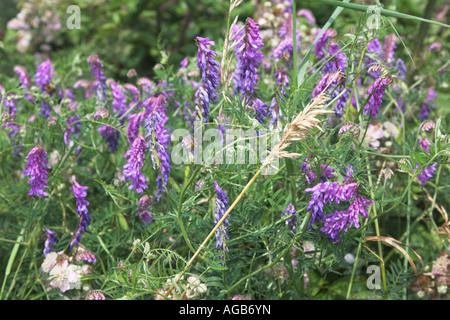 Getuftete Wicke Vicia Cracca, Küste von Suffolk, England Stockfoto