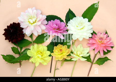 Dahlie Montage - Seerose Formen Stockfoto