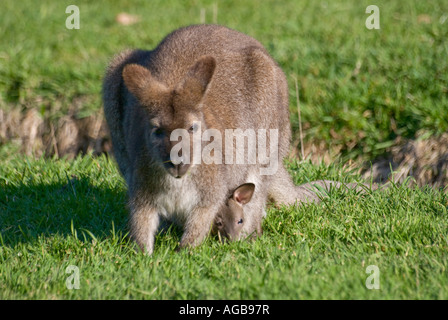 Ein Rufous Wallaby mit einem jungen Joey Blick aus ihrem Beutel Stockfoto