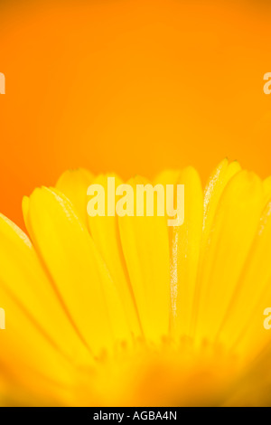 Nahaufnahme von gelb und Out of Focus Orange Calendula Blumen Stockfoto