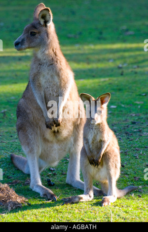 Ein Rufous Wallaby mit eine junge Joey Pflege Stockfoto