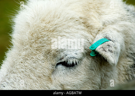 Eine Nahaufnahme von einem Schafe Auge Stockfoto