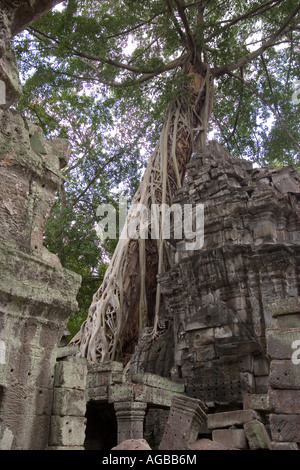 Baum überwuchert Wand der ta Prohm Tempel in Angkor wat Stockfoto