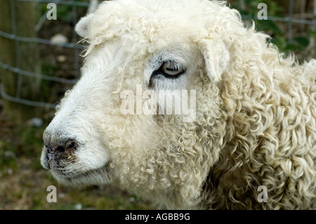 Ein Bild eines Sheeps Head Stockfoto