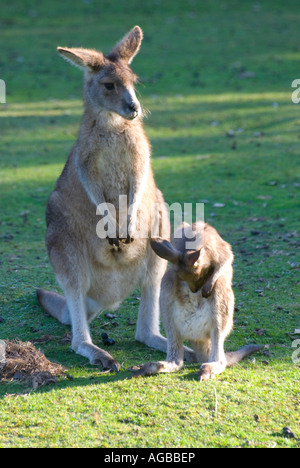 Ein Rufous Wallaby mit eine junge Joey Pflege Stockfoto