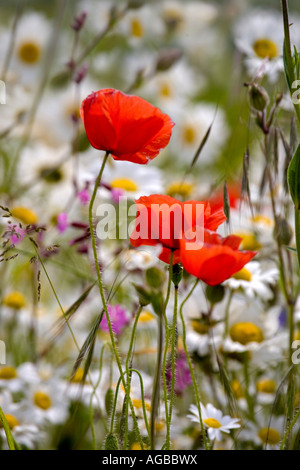 Wild Flowers on Cranborne Chase in June Stockfoto