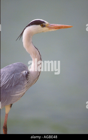 Graureiher hautnah Kopf Stockfoto
